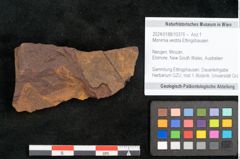 Foto (Objekt + Etikett) von Monimia vestita Ettingshausen (NHMW-GEO-2024-0188-10376)